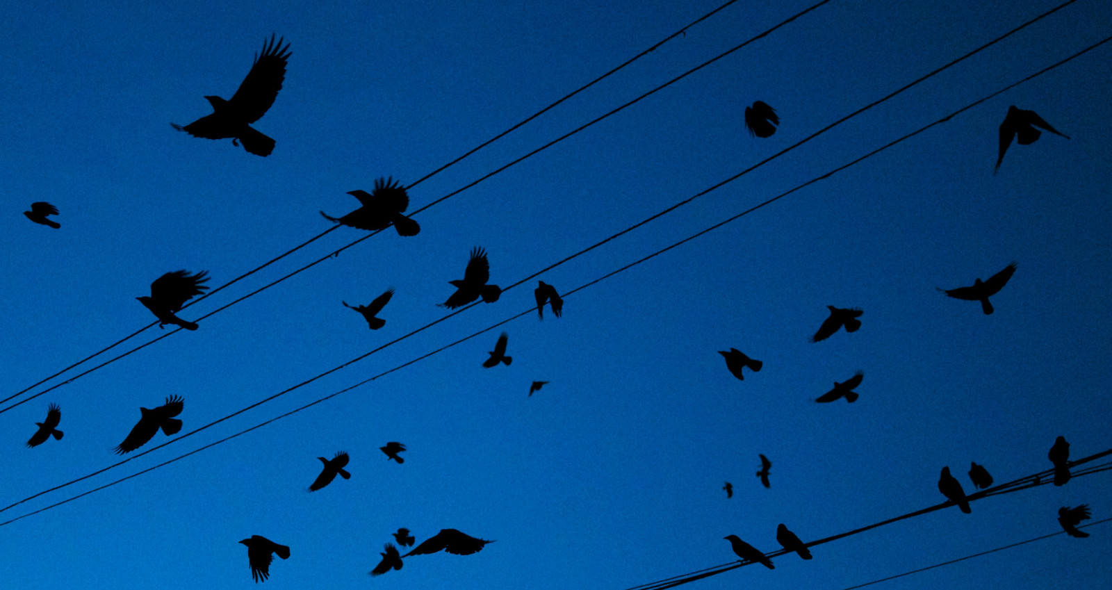 Crows leaving downtown Bothell, WA, for their roosting grounds at UW Bothell.