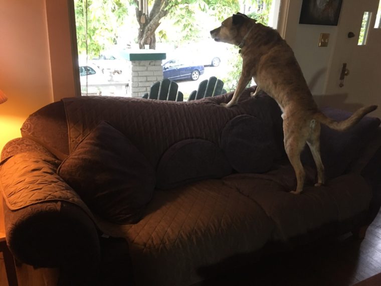 Ben on the new couch. Note the pet cover.